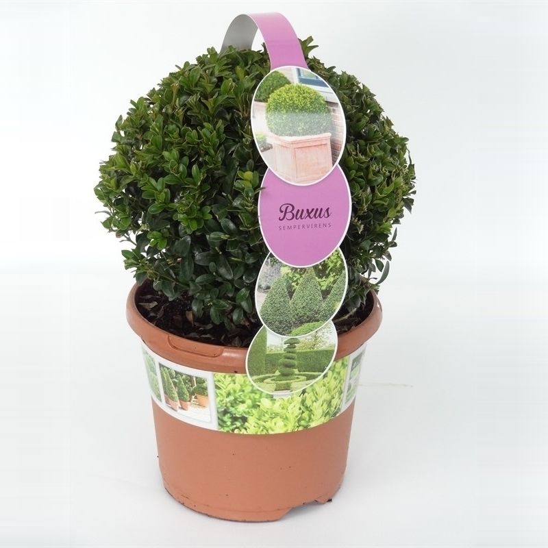 Buxus sempervirens overig, D 19