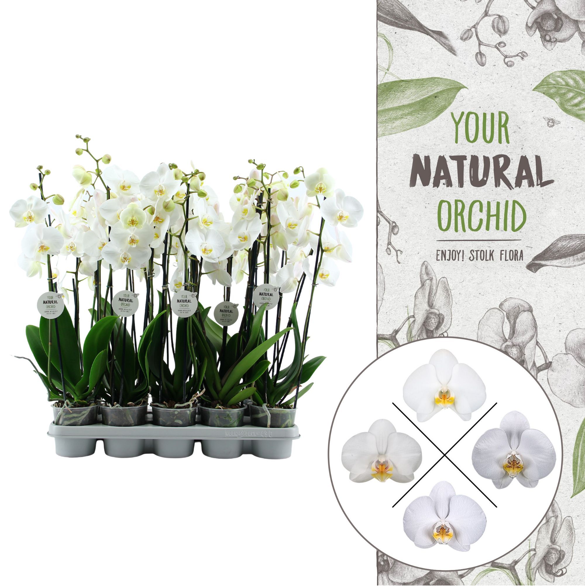 Your Natural Orchid | White 60cm | Phalaenopsis 3 spike, D 12