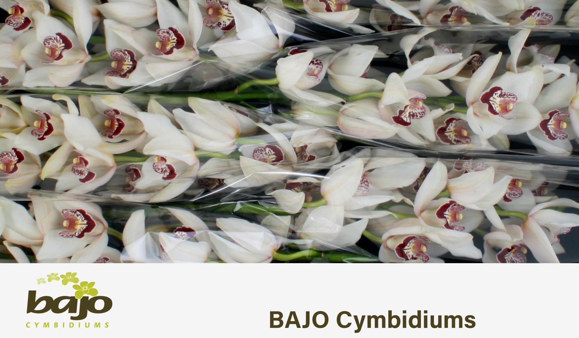 Цимбидиум Миссис Эсми x6 80, шт.