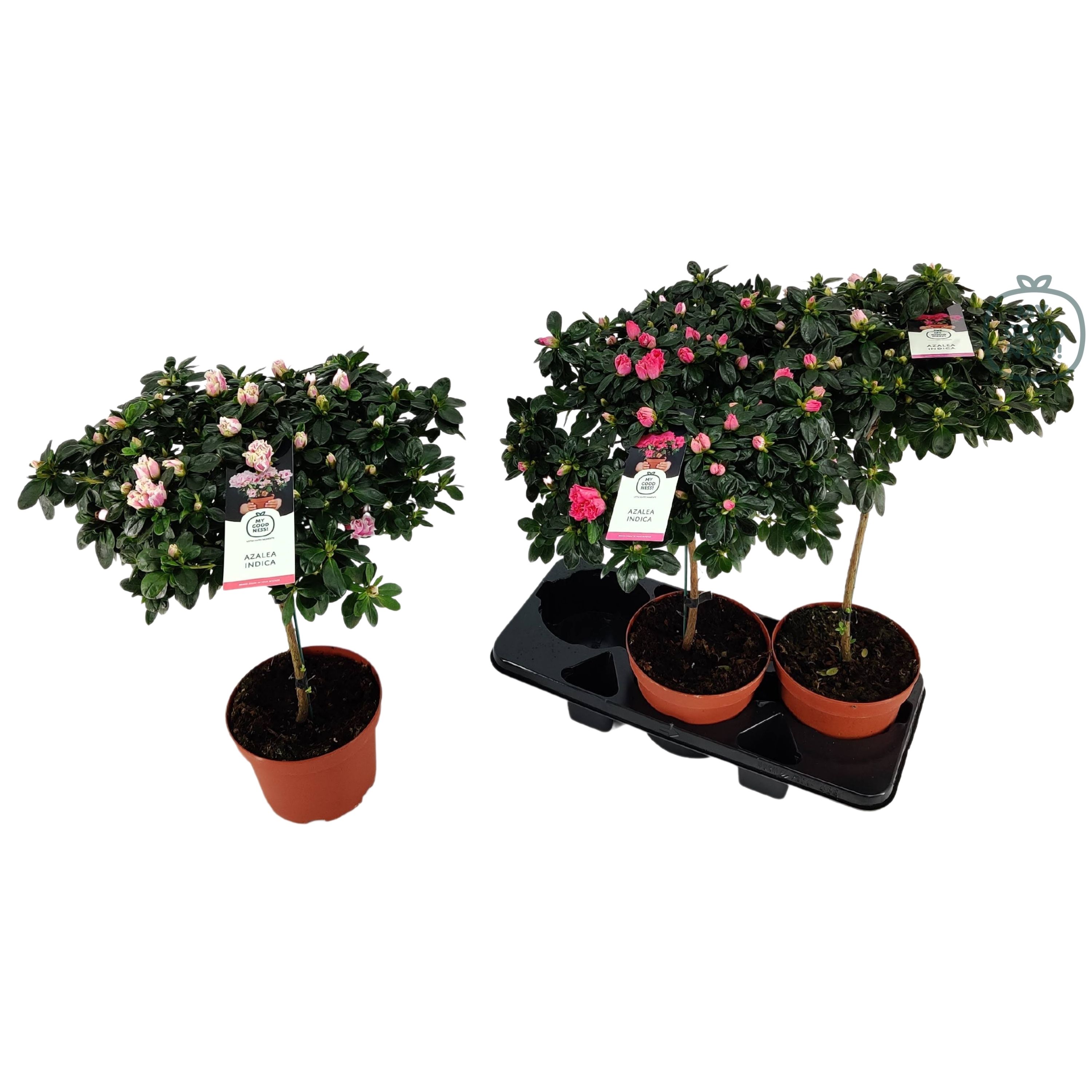 Azalea stam P19 'Mix CC' V kleurtonend, D 19