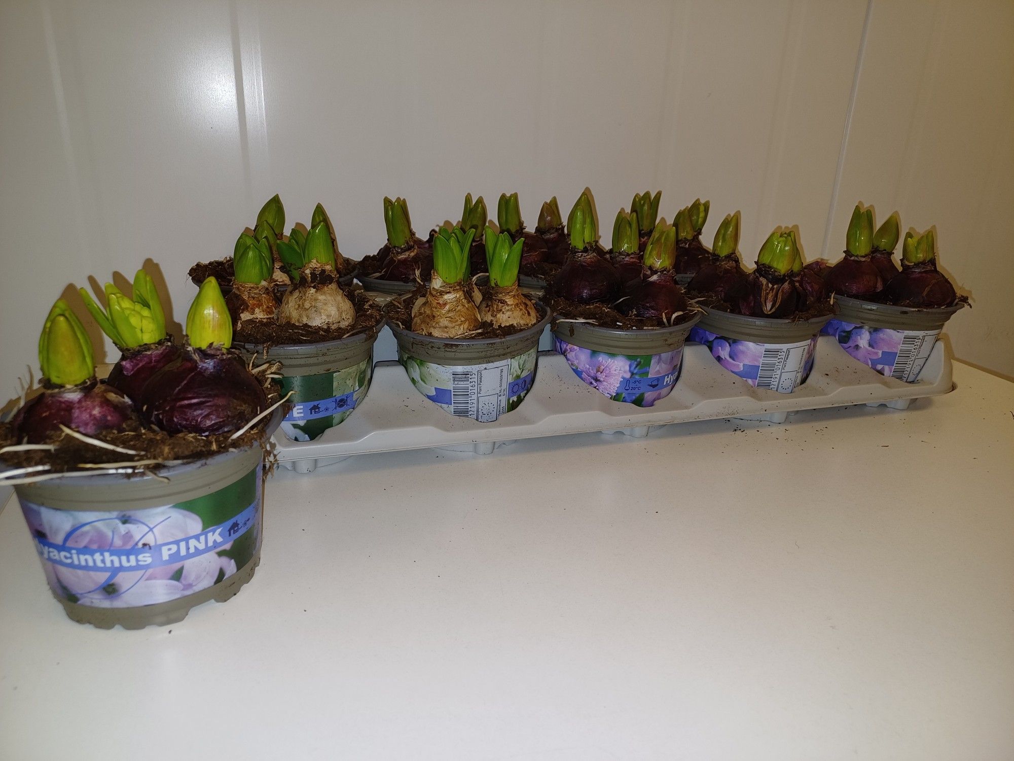 Hyacint gemengd 4 kleuren, D 12