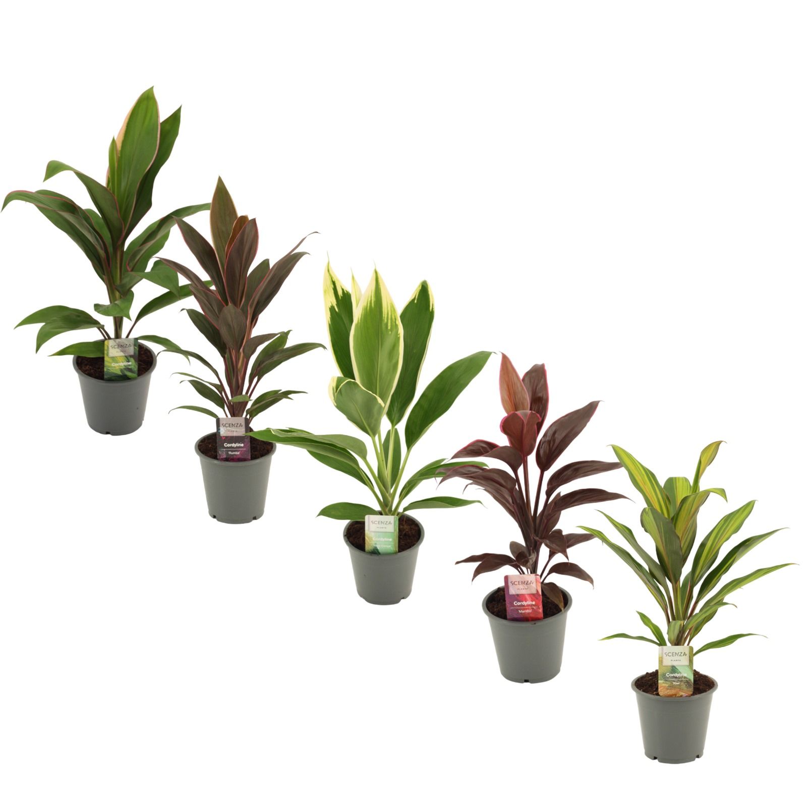 Cordyline Mix 12 cm, D 12 cm