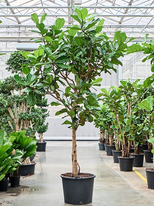 Ficus lyrata (330/370), D 70