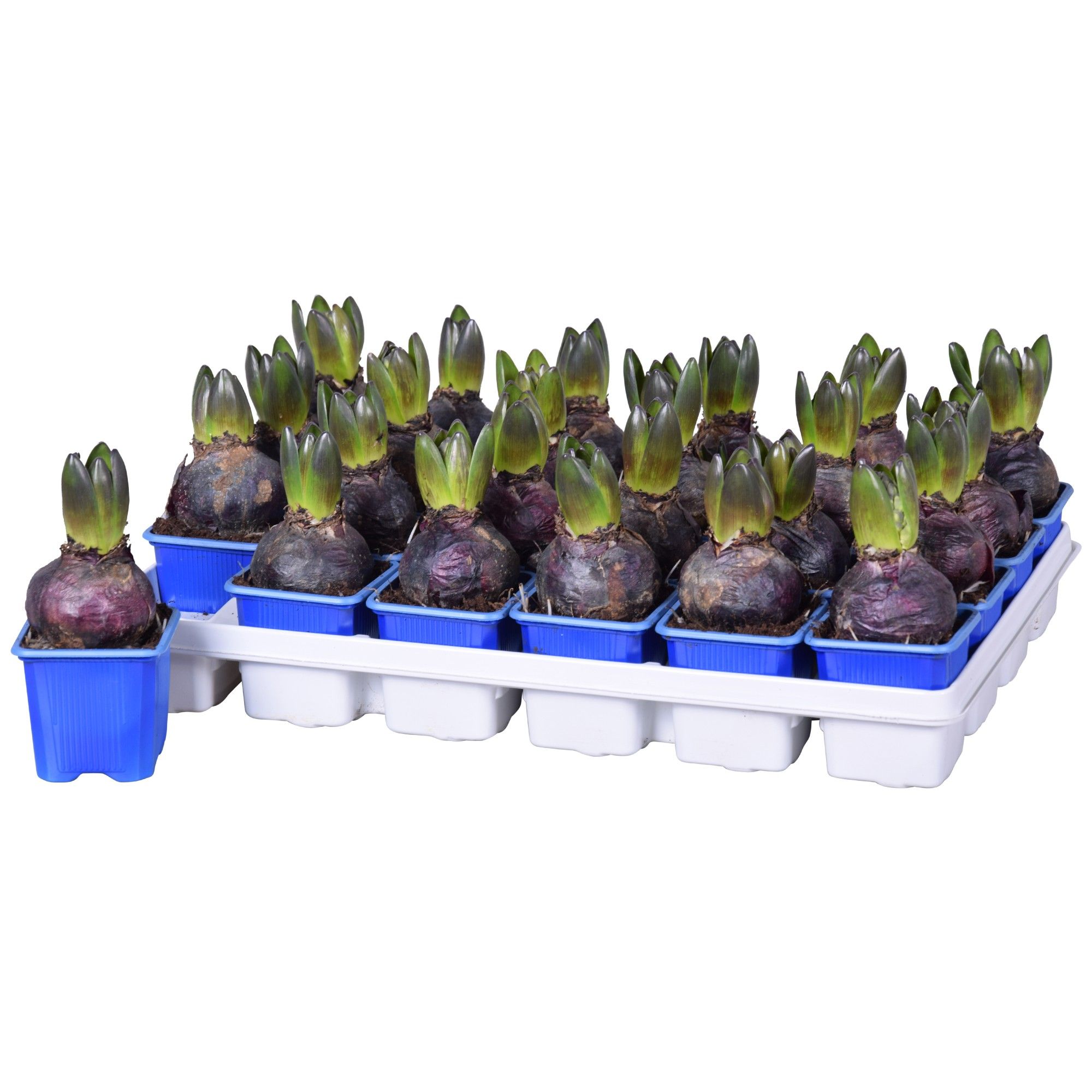 Hyacinthus Blue Star, D 7 cm