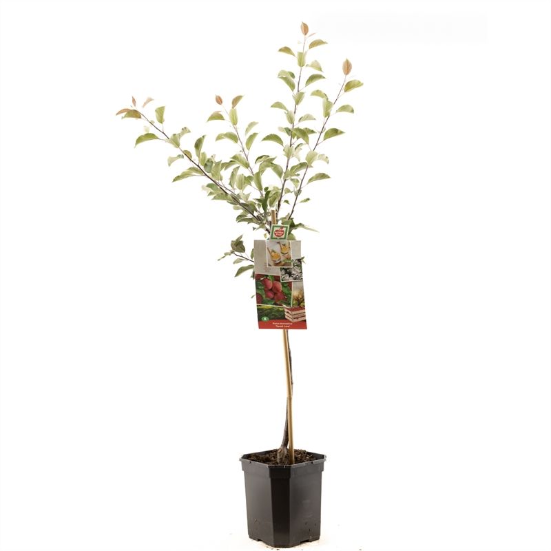 Malus dom. Sweet Love laagstam Appel met rood vruchtvlees, D 24