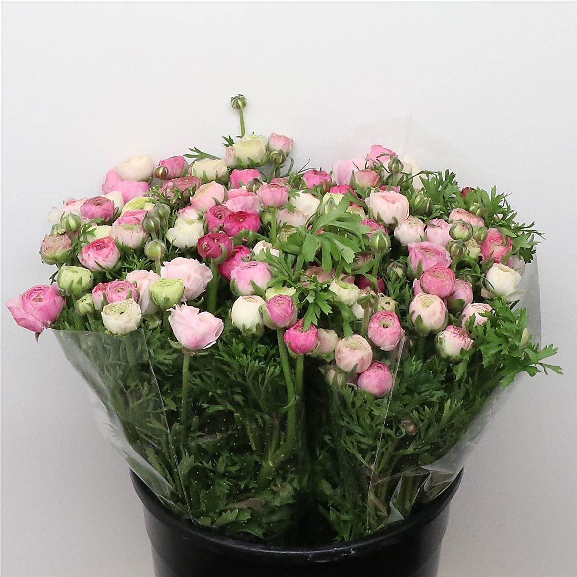 Ранункулус Элеганс Вайт Сумато 45, шт.