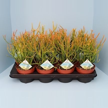 Bio Euphorbia tirucalli stramineus 50-STRAM13, D 13