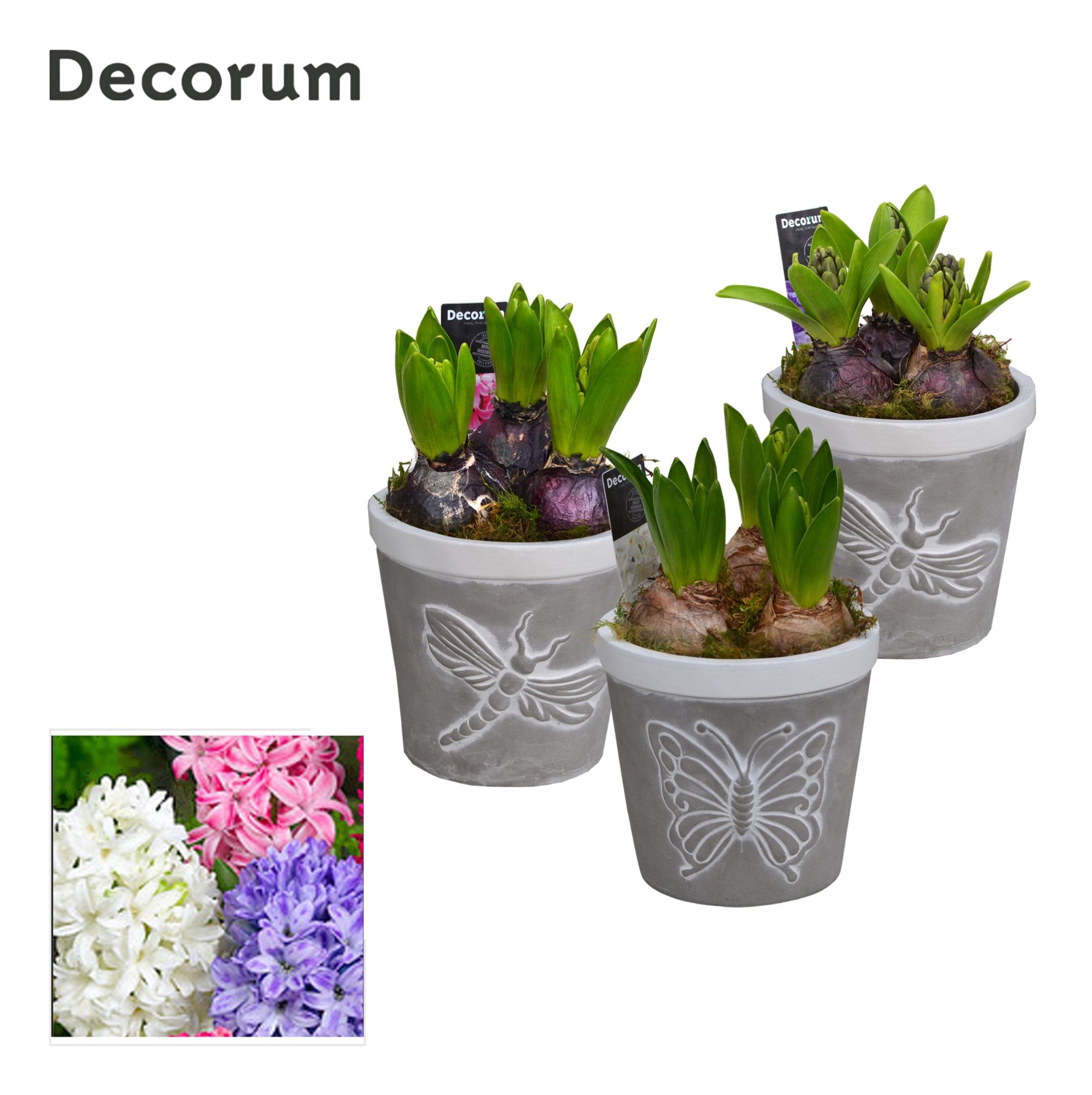 Hyacint Flying Nature HL15383 [PURE], D 13