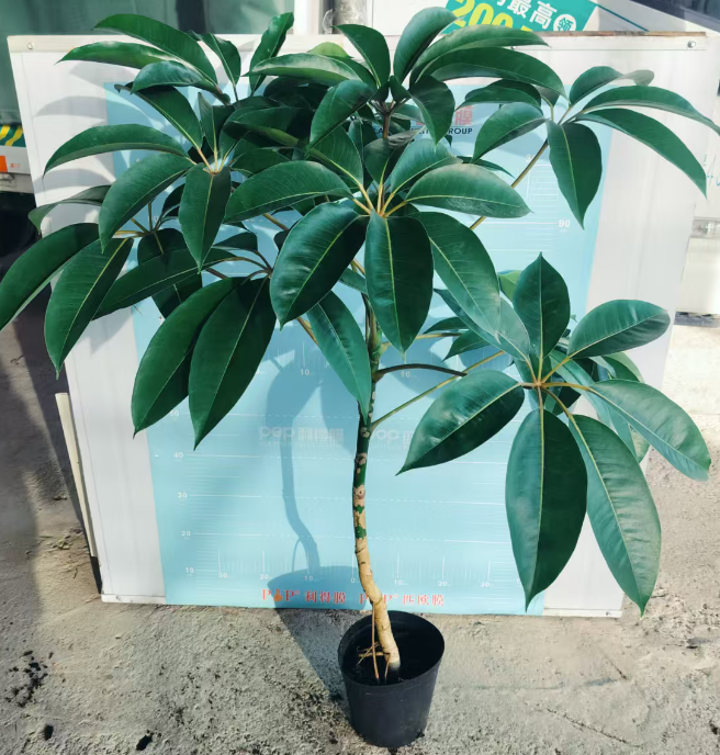 Счеффлера Олд Паул 21 100-120 21 100