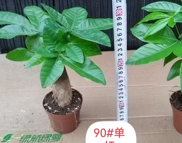 Пахира ствол 9 30