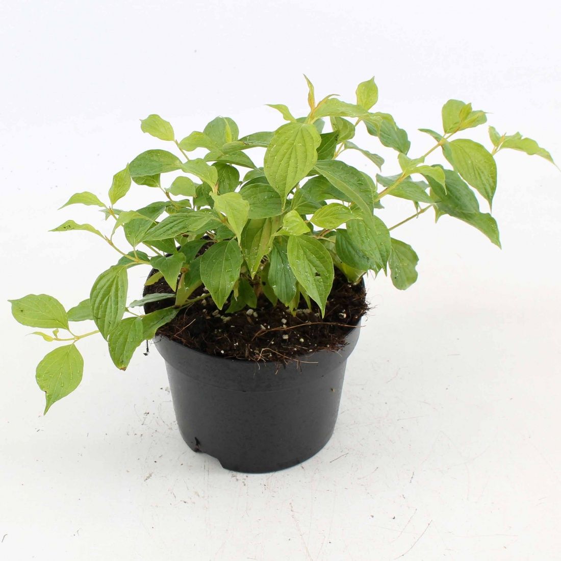 Cornus sang. 'Anny's Winter Orange', D 17 cm