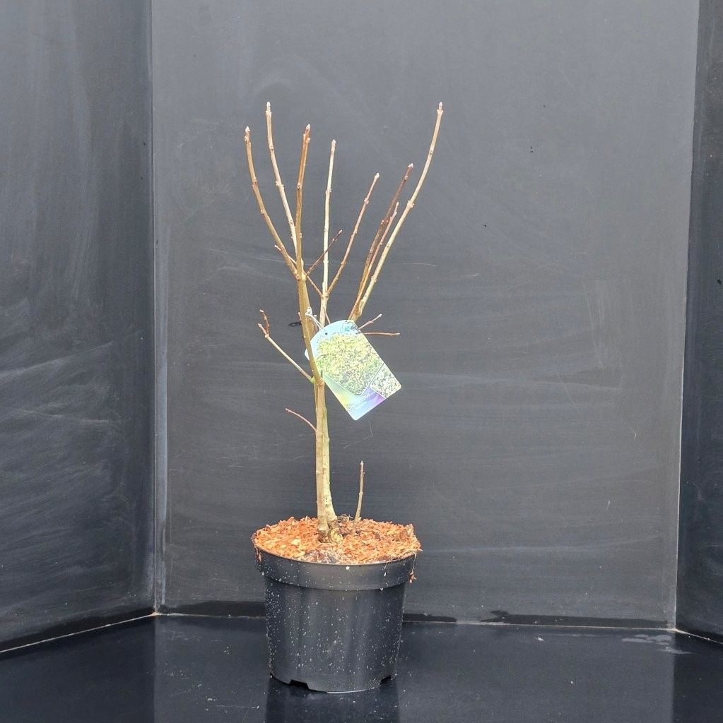 Chionanthus virginicus, D 26