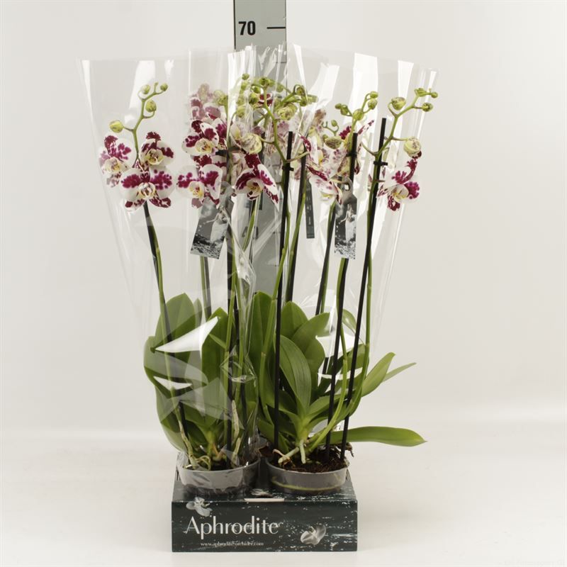 Phalaenopsis Anthura Marrakesh 3 tak Marrakesh Goddess, D 12