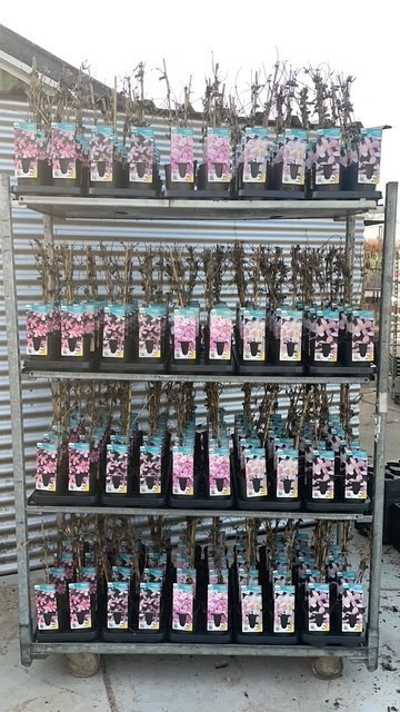 Clematis montana mixkar 5 soorten, D 12