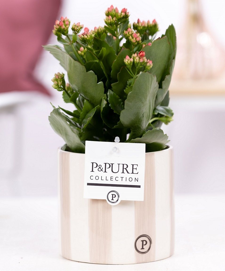 Kalanchoe red in P&PURE Eline 2 ceramics grey, D 12