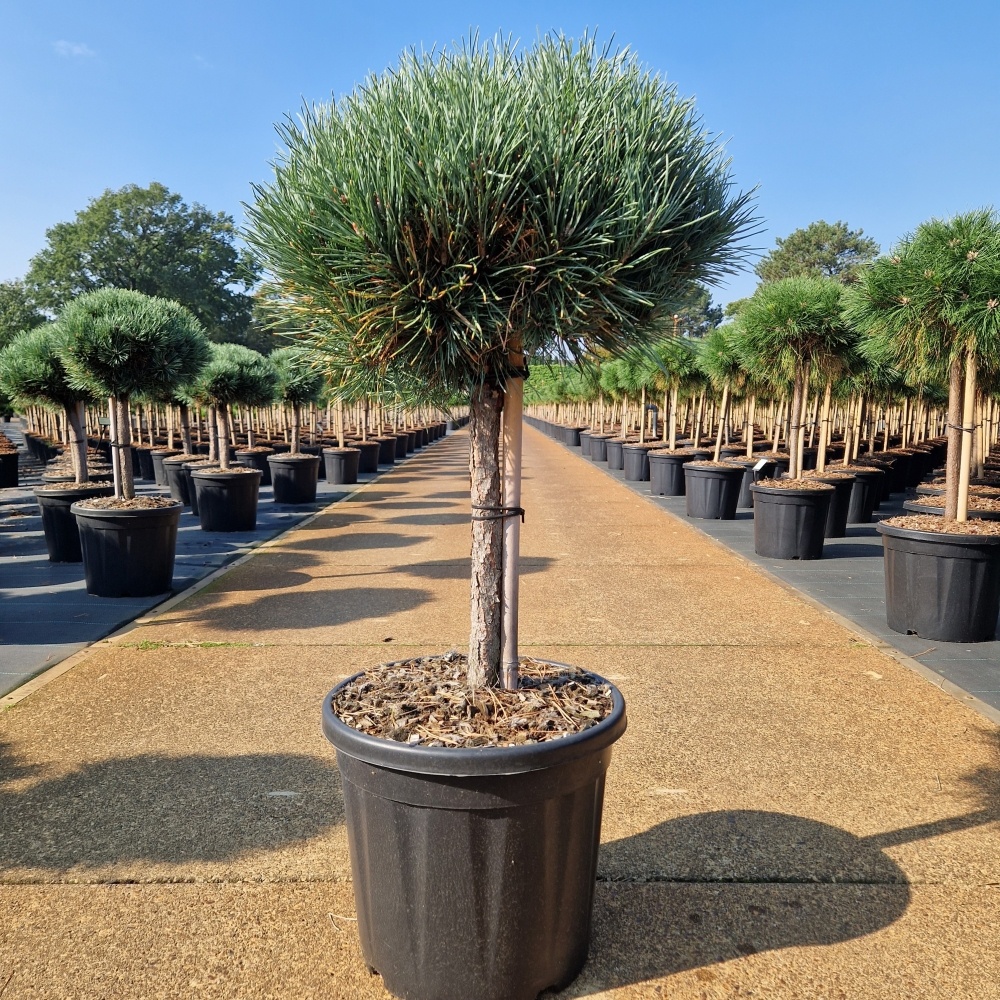 Pinus sylvestris 'Watereri', D 36 cm