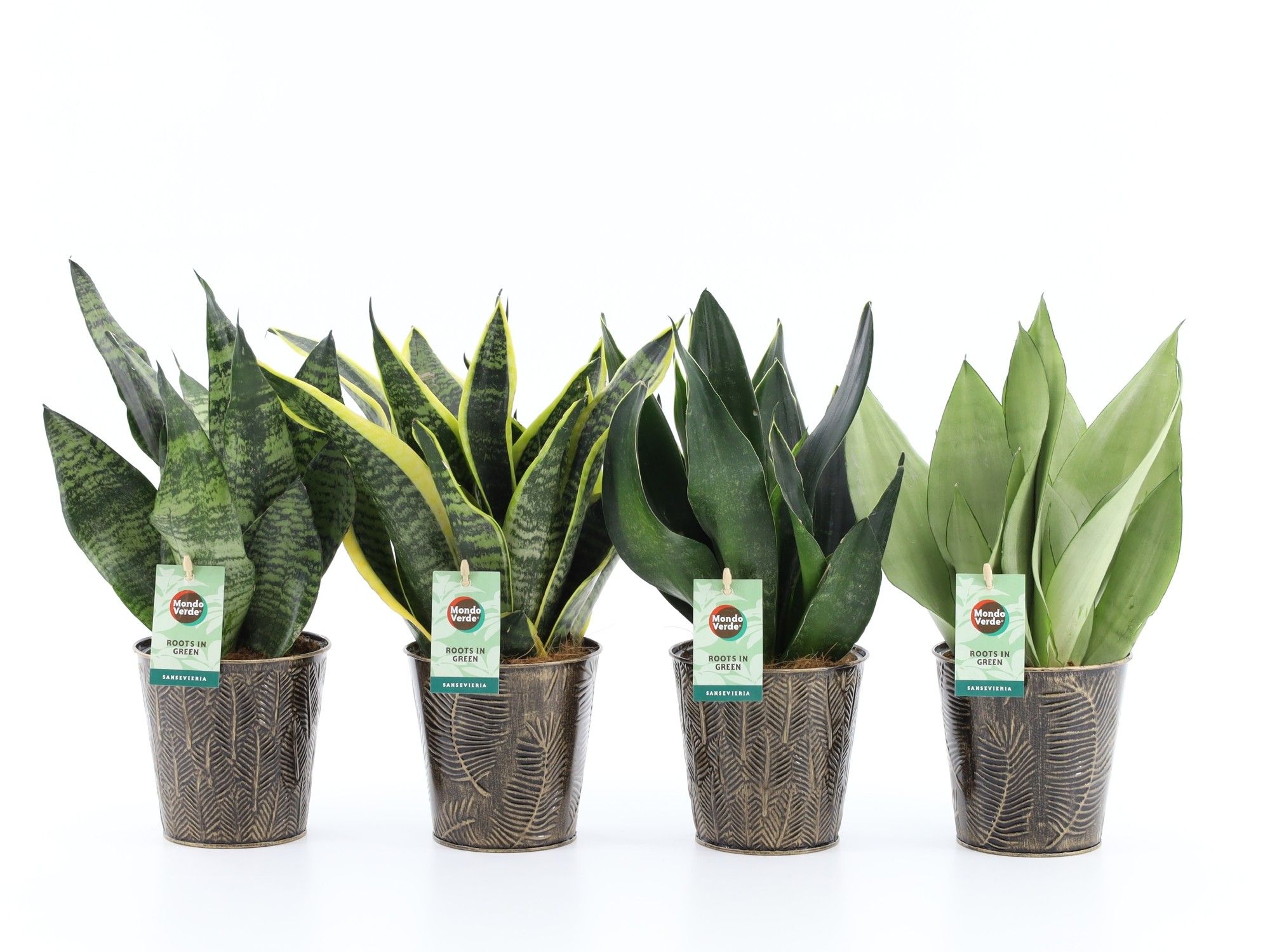Sansevieria Mix in Iron Leaf, D 13
