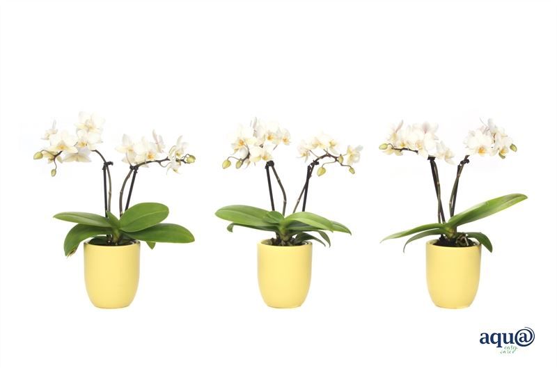 Hugo p06 citrus Phal Tiny Dolls white 2T12+ Aqu@, D 6