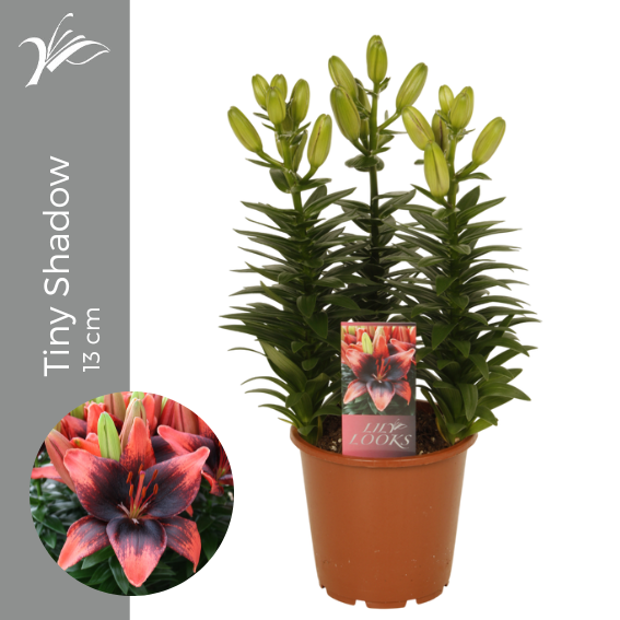Lilium Tiny Shadow 13 cm (az. lelie), D 13 cm Lilium Tiny Shadow 13 cm (az. lelie), D 13 cm