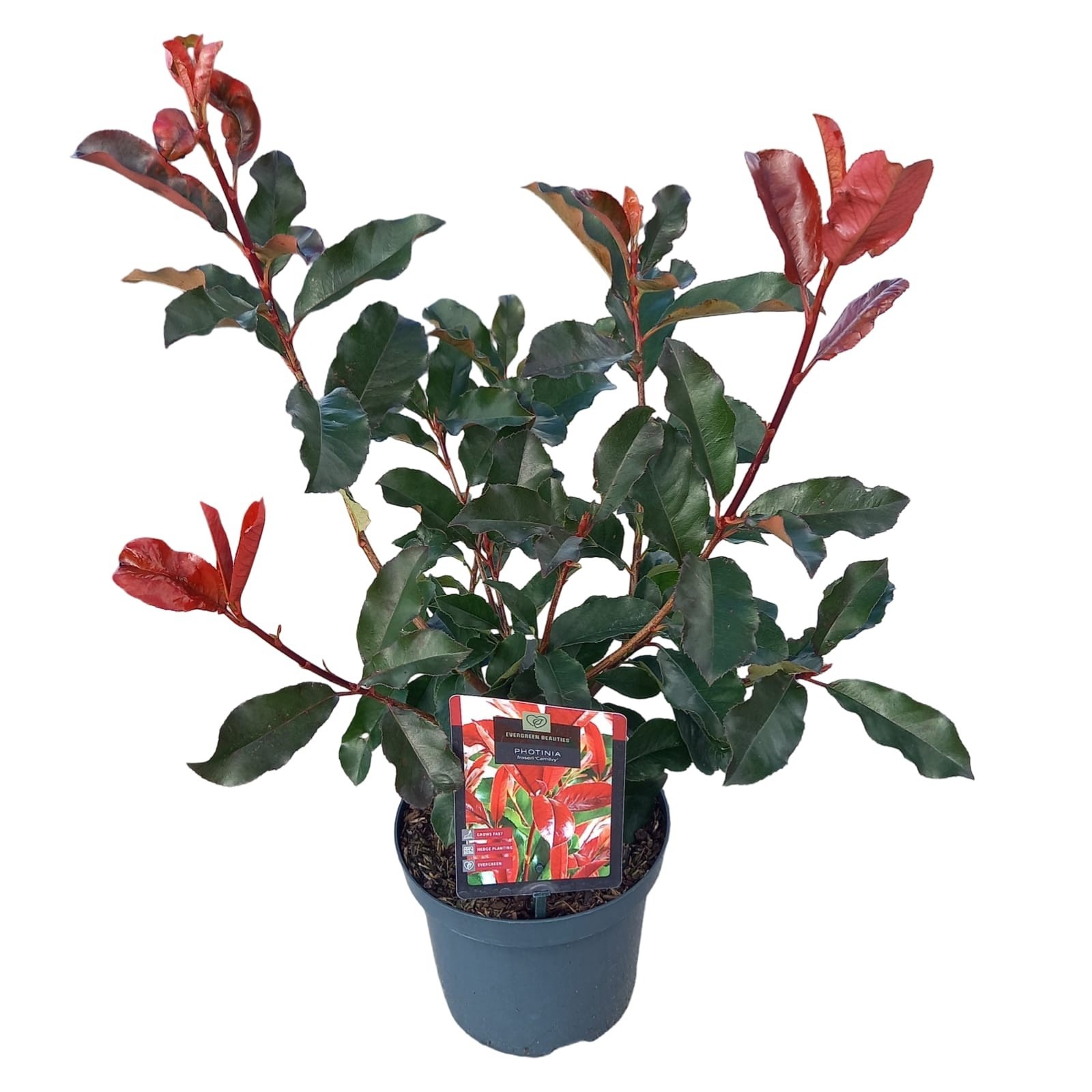 Photinia fras. 'Camilvy', D 19 cm