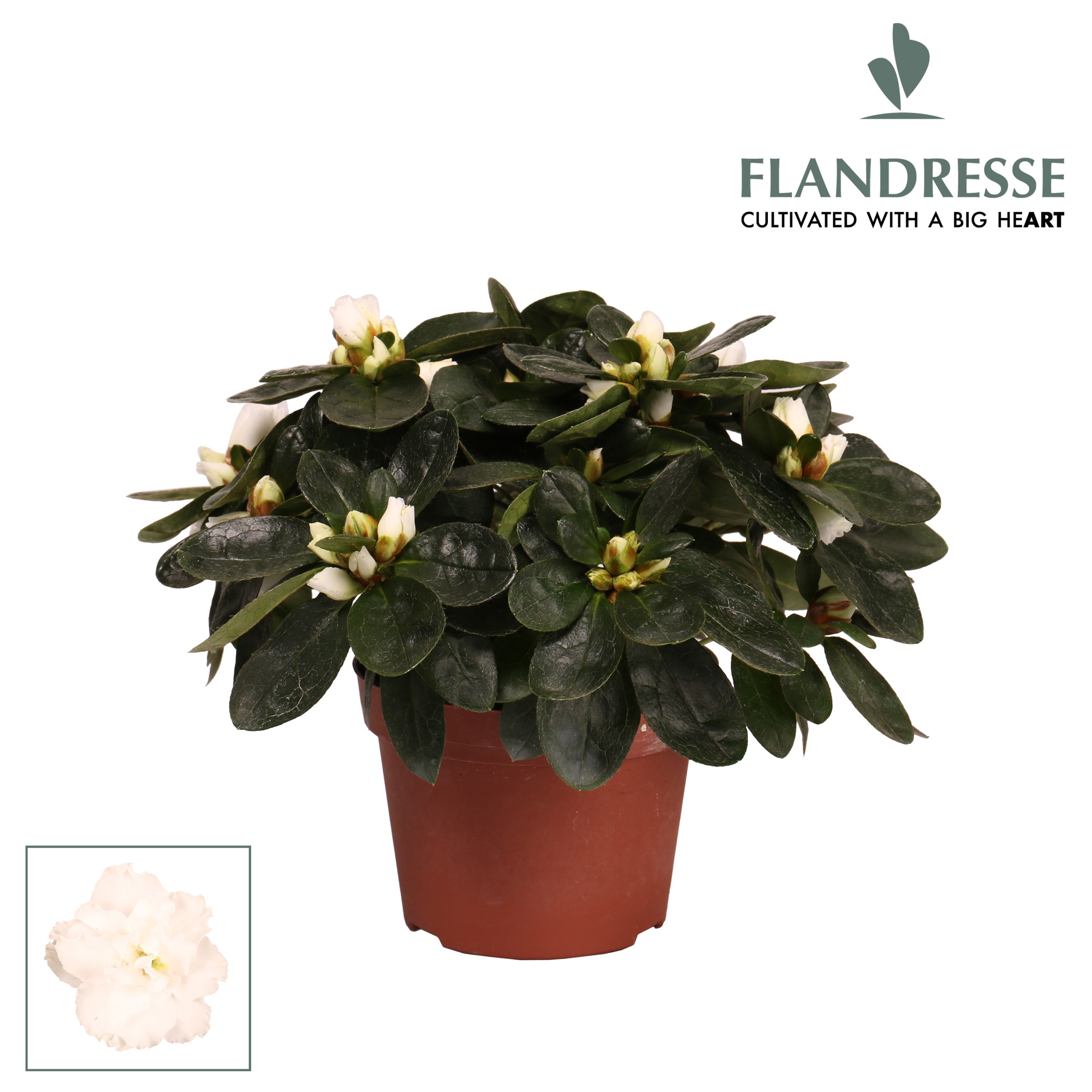 Azalea Flandresse® 'wit' 17+ cm, D 10,5
