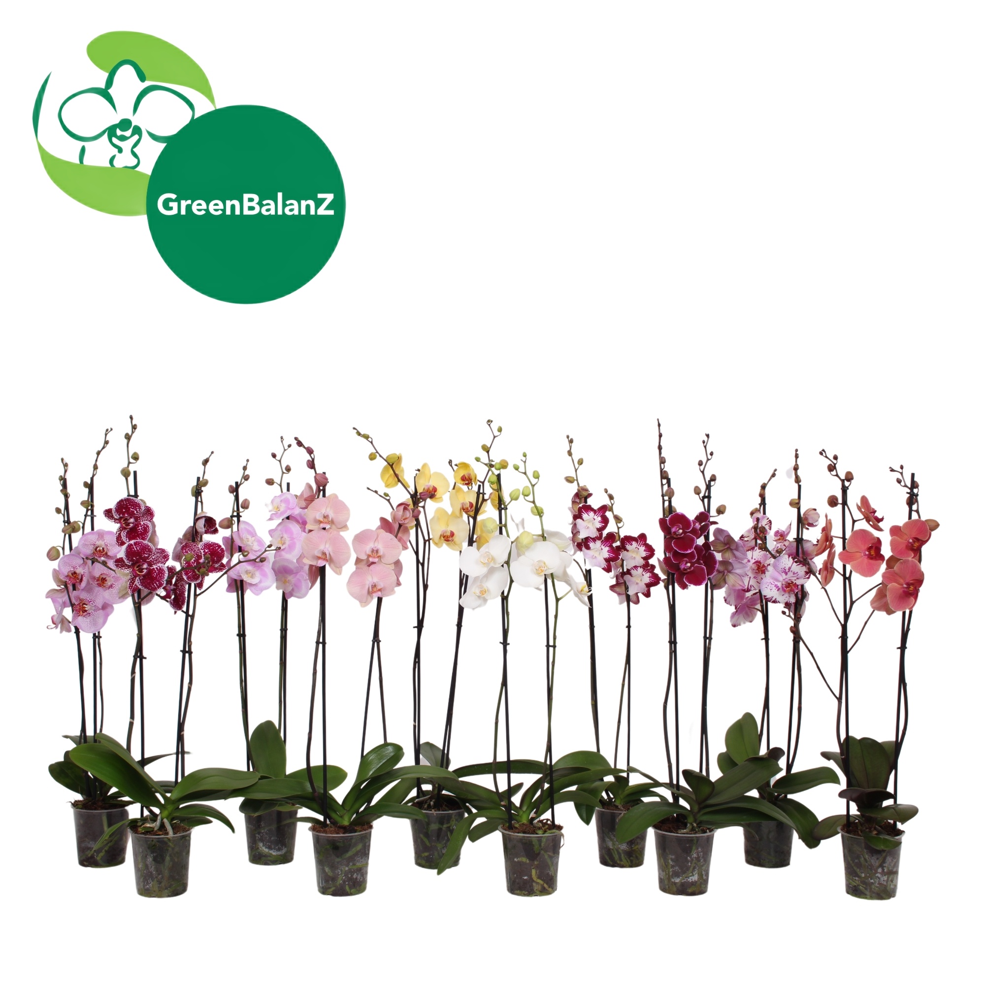 BalanZ - Mix 2 tak 16+/65, D 12