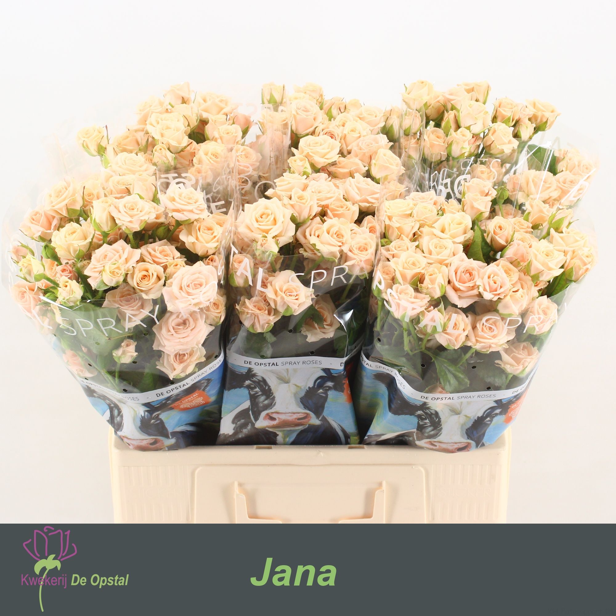 Роза куст. Яна 60, шт.