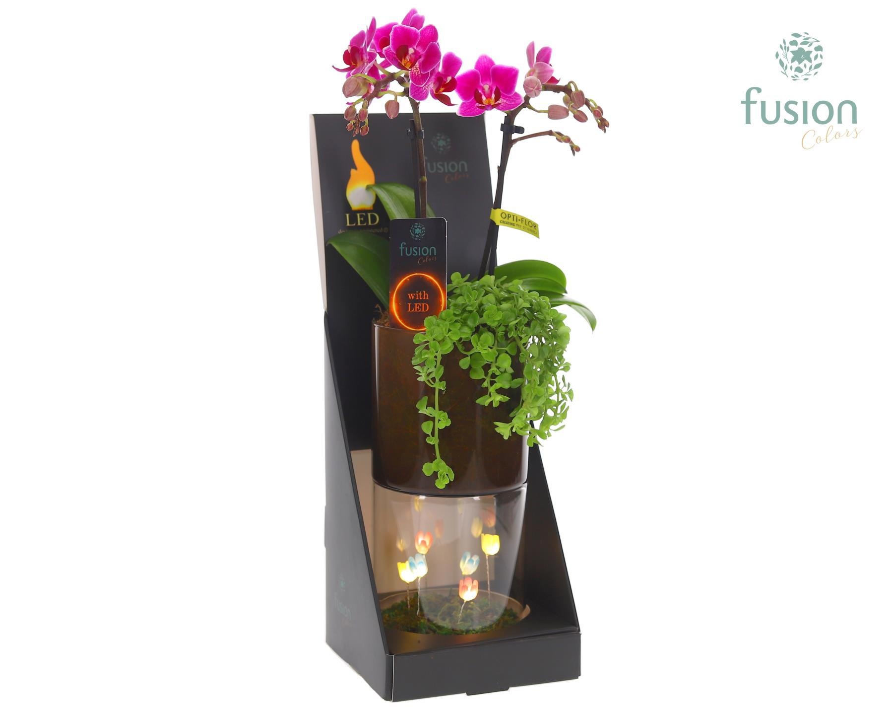 Glas tube Led planter groot met Phalaenopsis arrangement, D 11