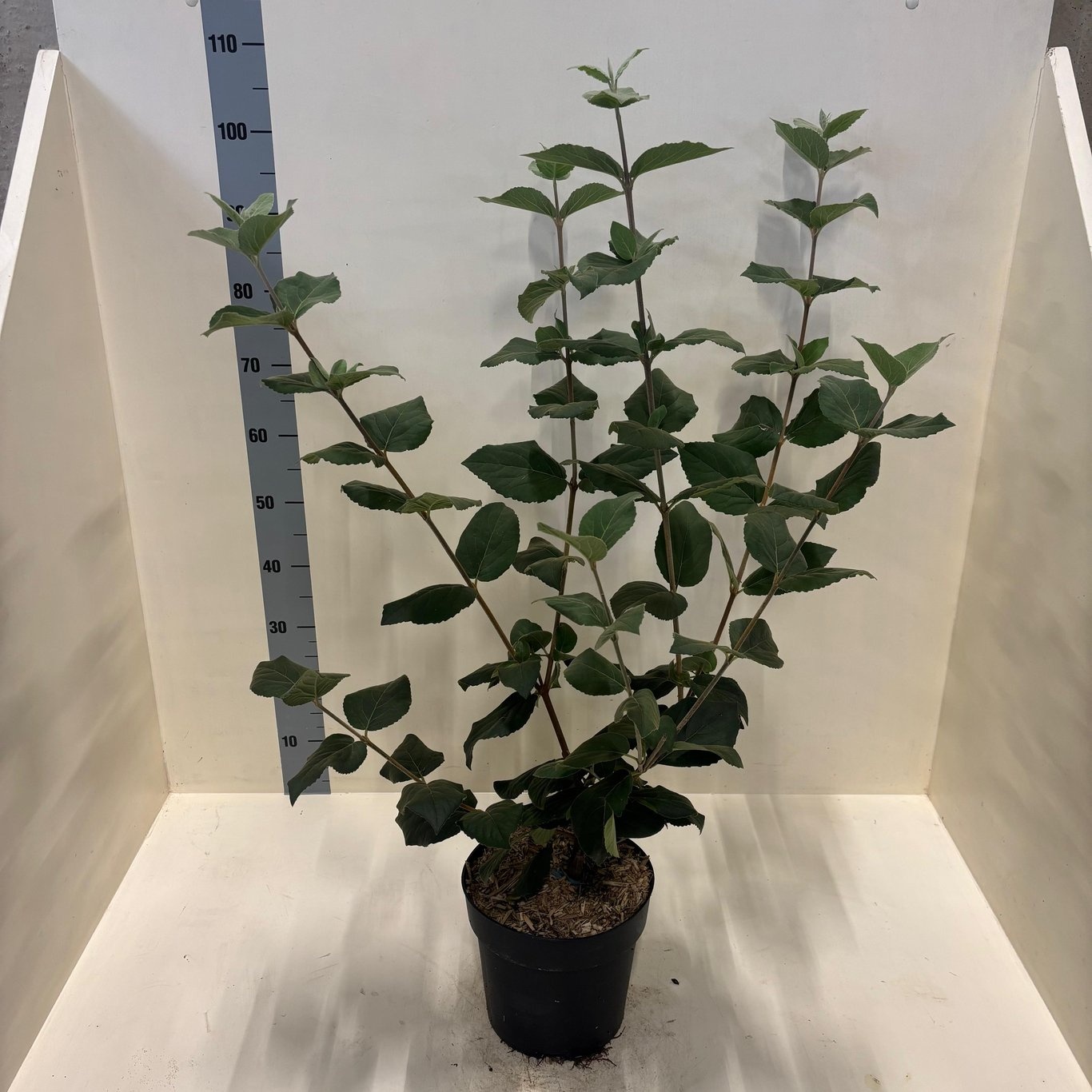 Viburnum carlcephalum, D 24 cm