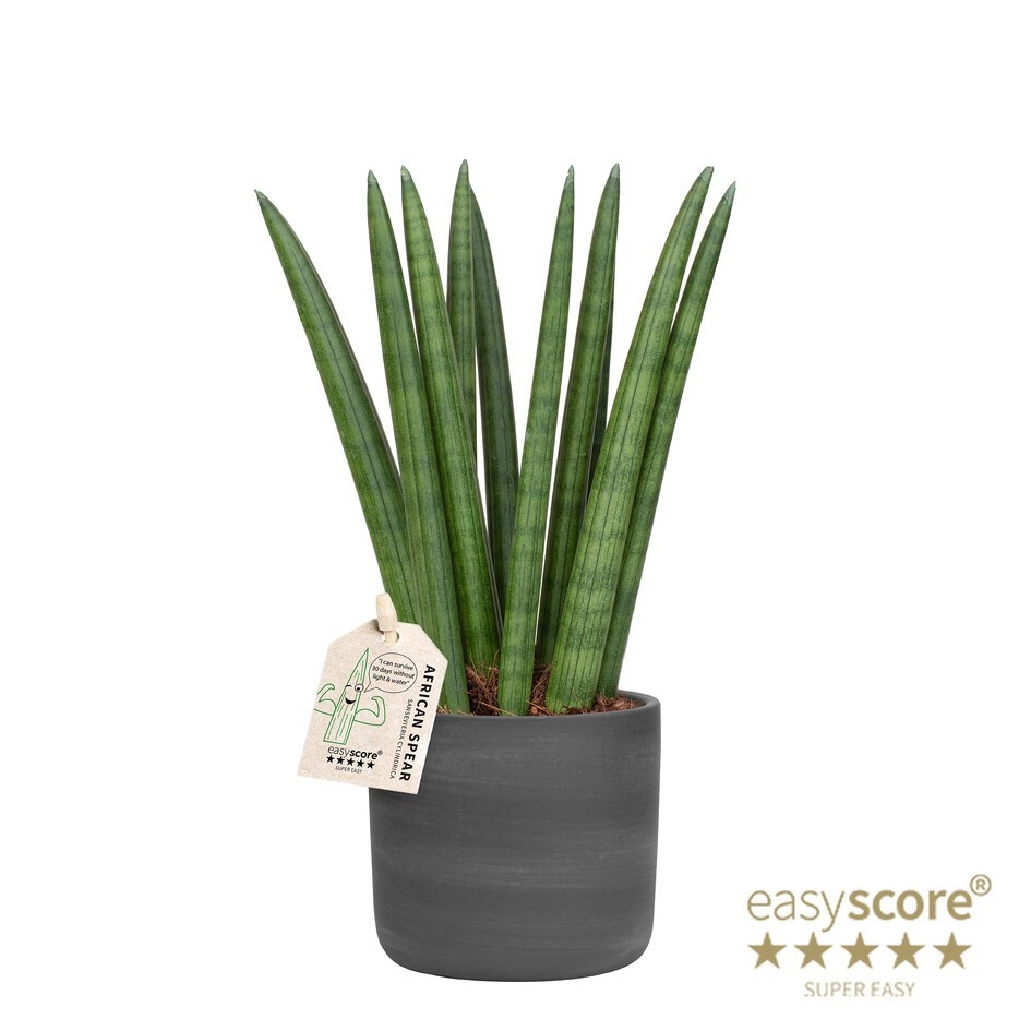 SANSEVIERIA CYLINDRICA 40931750 Raw Black Straight, D 9
