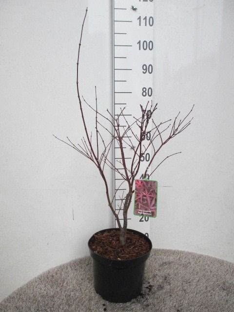 Acer palm. Red Emperor 60-80 P28, D 28