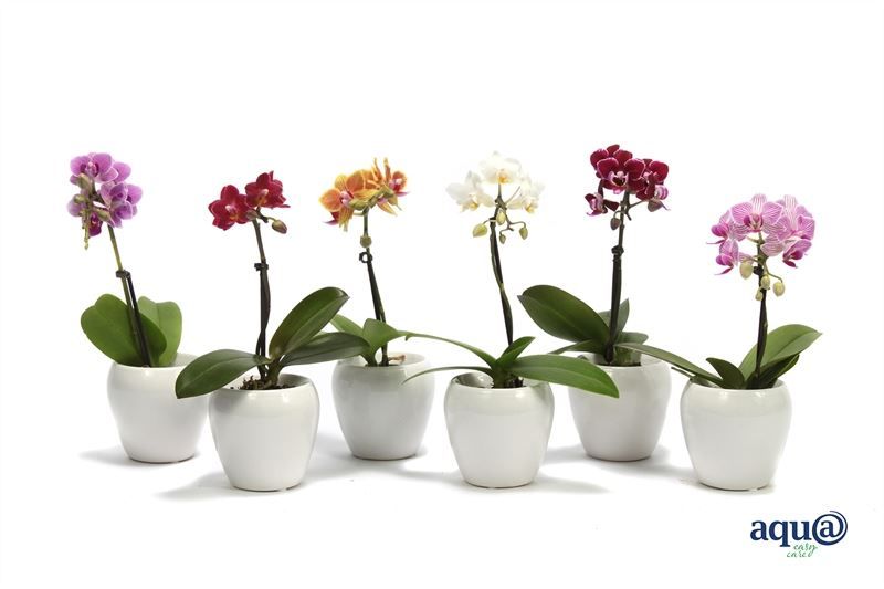 Lisa p06 bolpot white Phal Tiny Dolls mix 1T07+ Aqu@, D 6