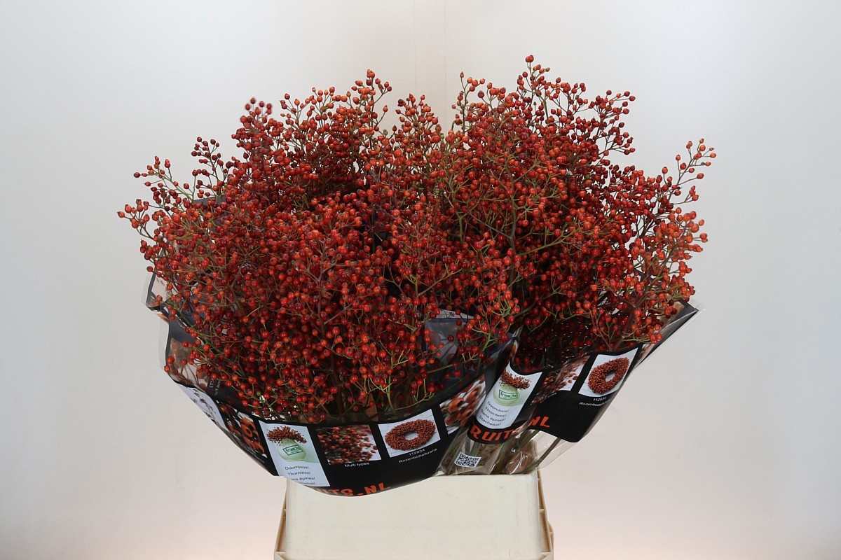 Рузботель Роузфрут Элит 100, шт.