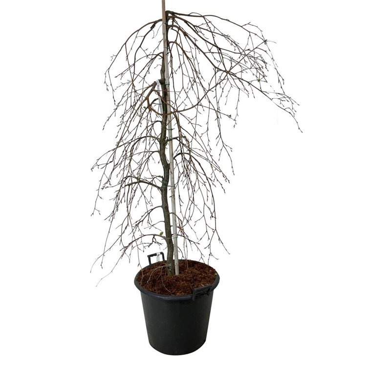 Fagus syl. 'Pendula', D 50 cm