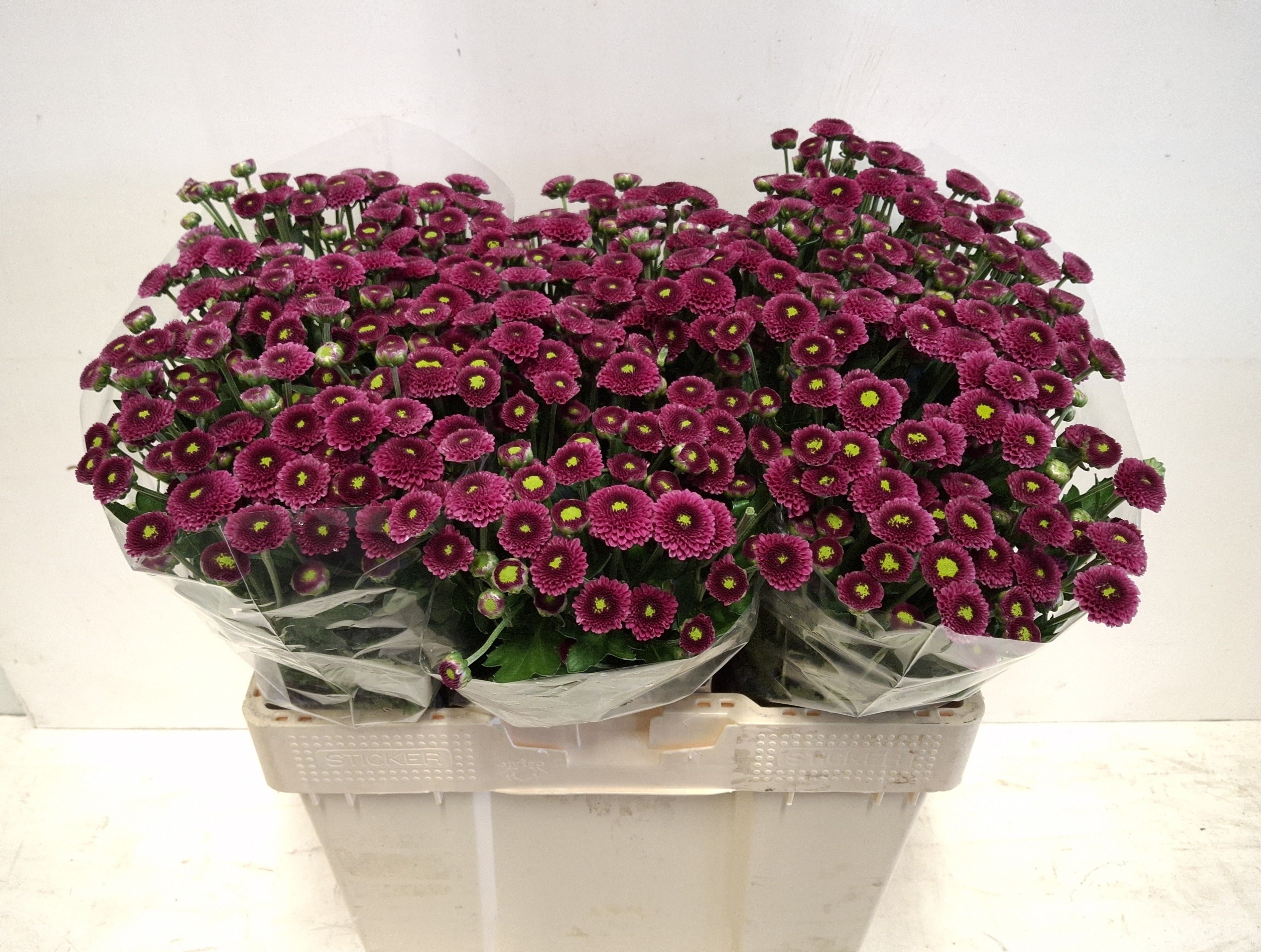 Сантини Пурпетта, шт. Сантини Пурпетта, шт.