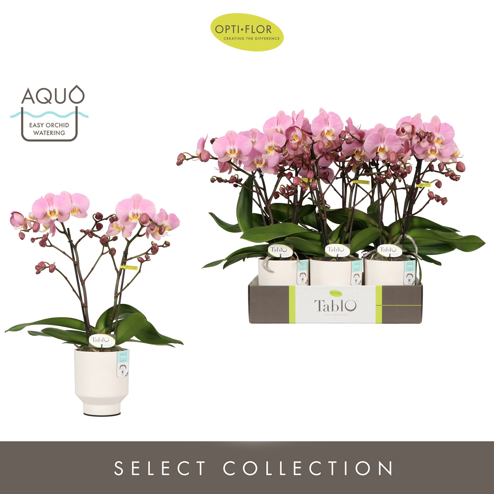 Tablo Cosmopolitan 2 spike in Emilia White Aquo, D 12 cm