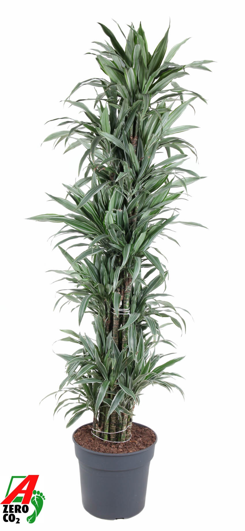 Dracaena Warnckei vertakt P40, D 40 cm Dracaena Warnckei vertakt P40, D 40 cm