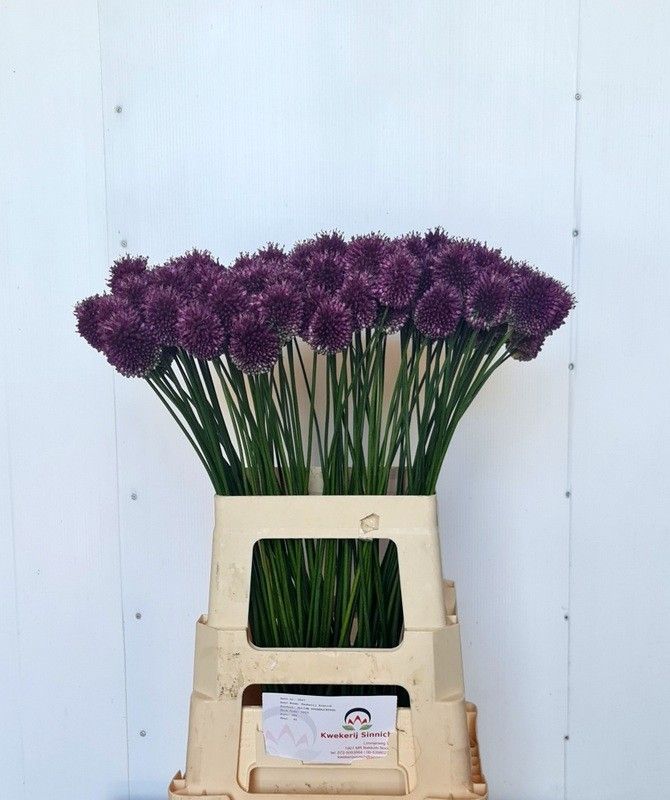 Аллиум Сфароцефал 65, шт.