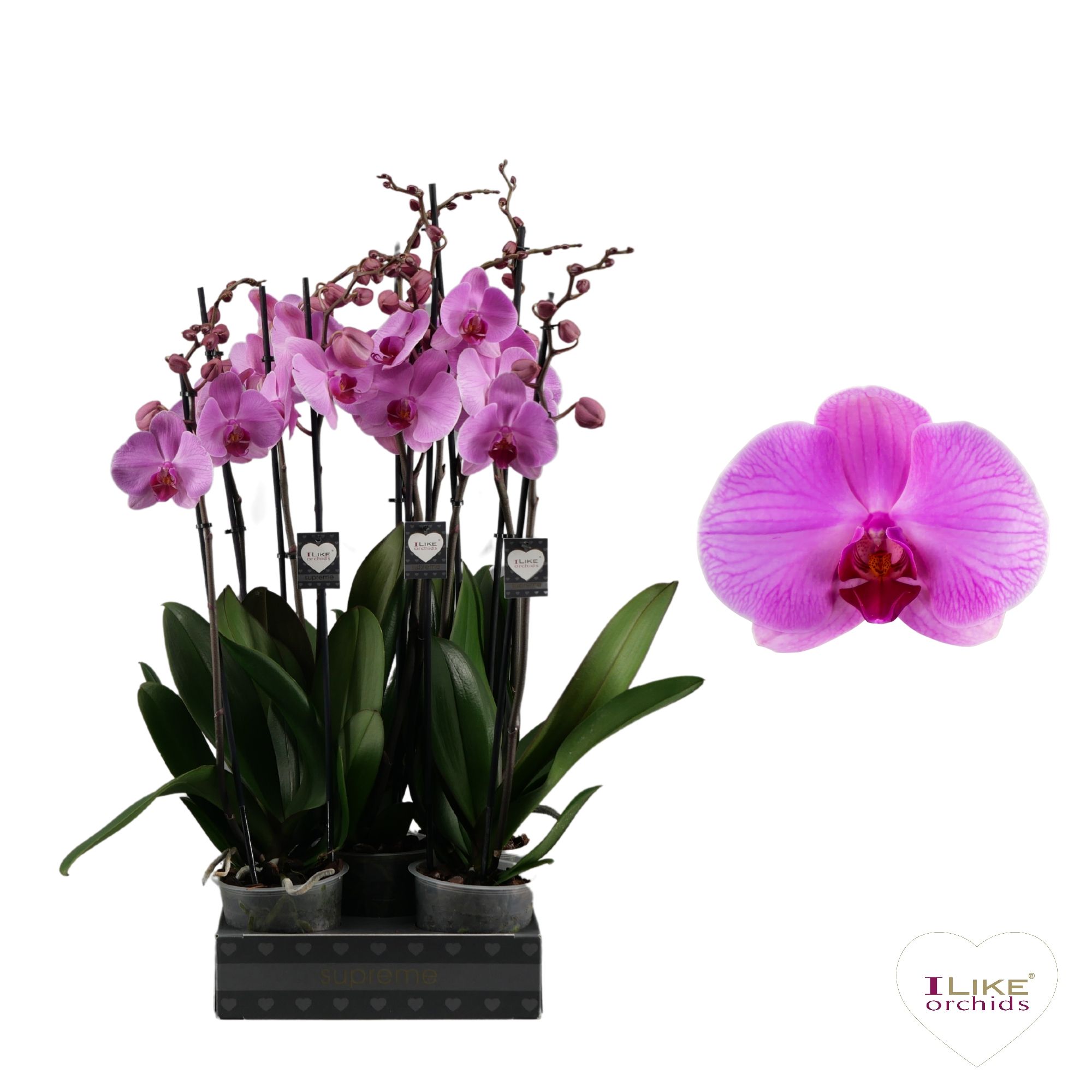Phalaenopsis Orlando - 2 tak 60cm, D 12