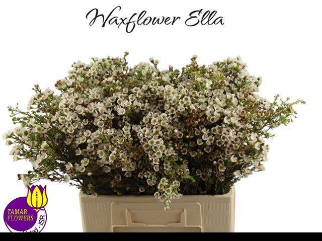 Шамелациум Элла 60, шт.