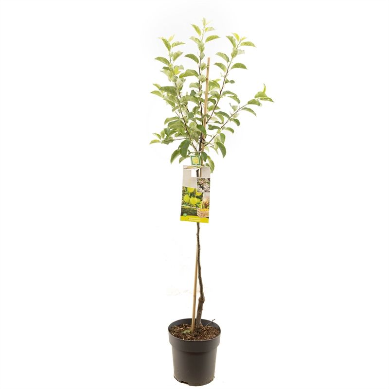 Malus dom. Golden Delicious half Gele handappel, D 27