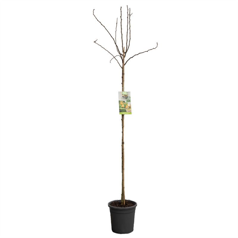 Pyrus comm.Triomphe de Vienne hoog VERS GEPOT, Zoete handpeer, D 31
