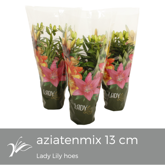 Lilium Lady Lily Tiny mix (az. lelie), D 13
