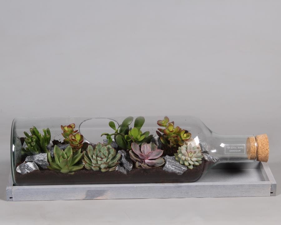 Green Bottle Fles Large liggend met Succulenten, D 58 cm