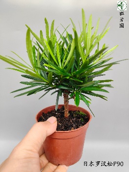 Подокарпус макрофйллус Джапанесе Хиноки Кйпресс 9 22