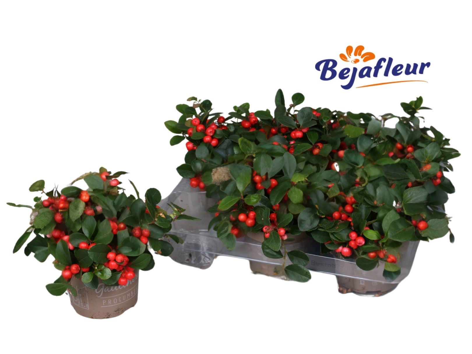 Gaultheria Rood, D 12 cm