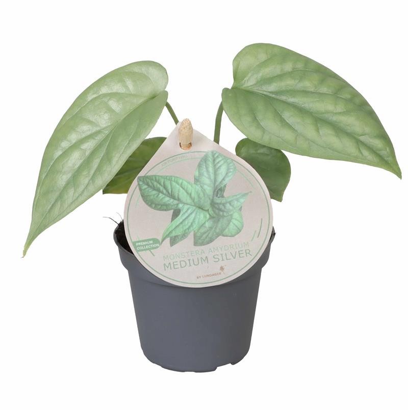 MONSTERA MINIMA 654306 Amy.Med.Silver, D 6 cm