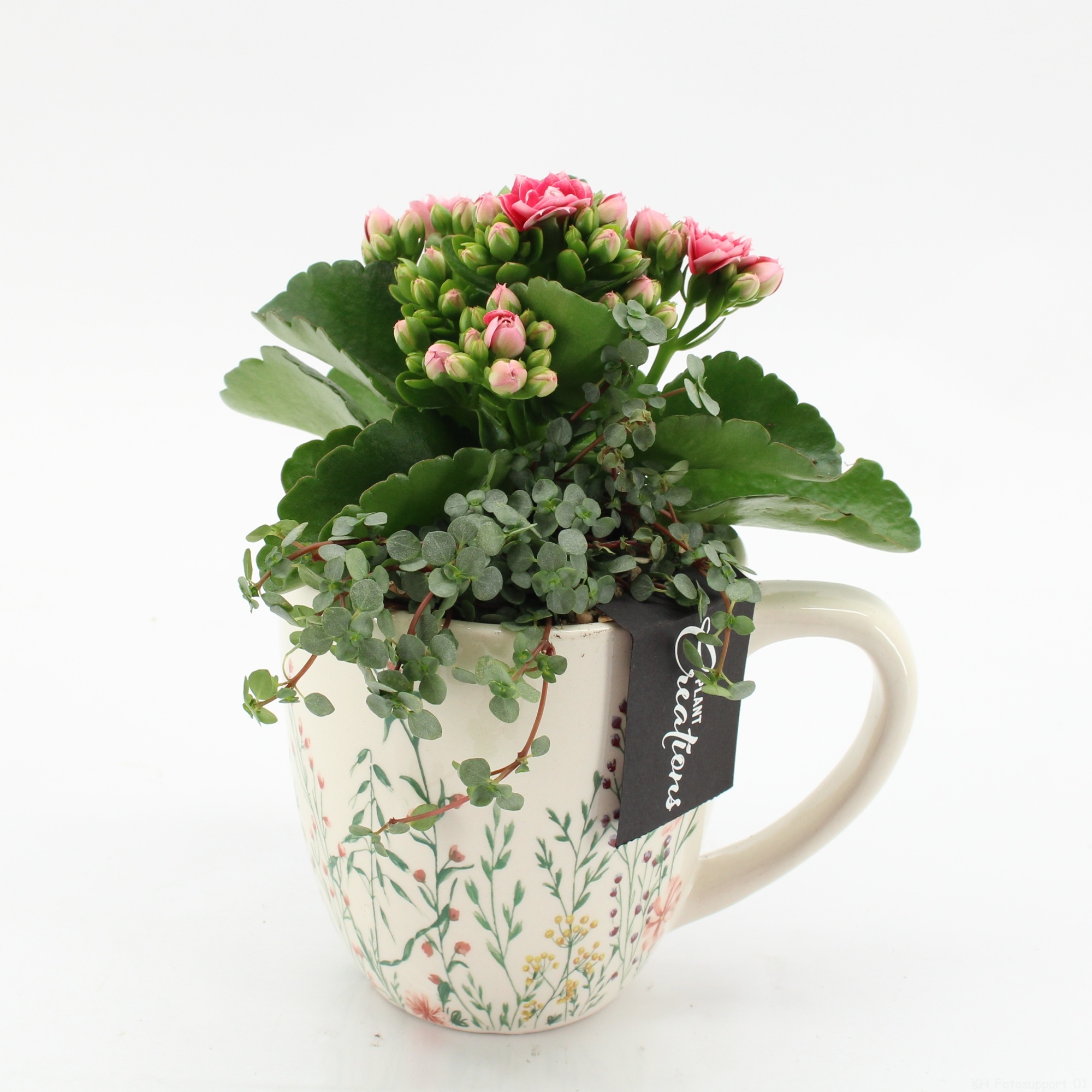 ESCR-2601RZ Essentials, D 11