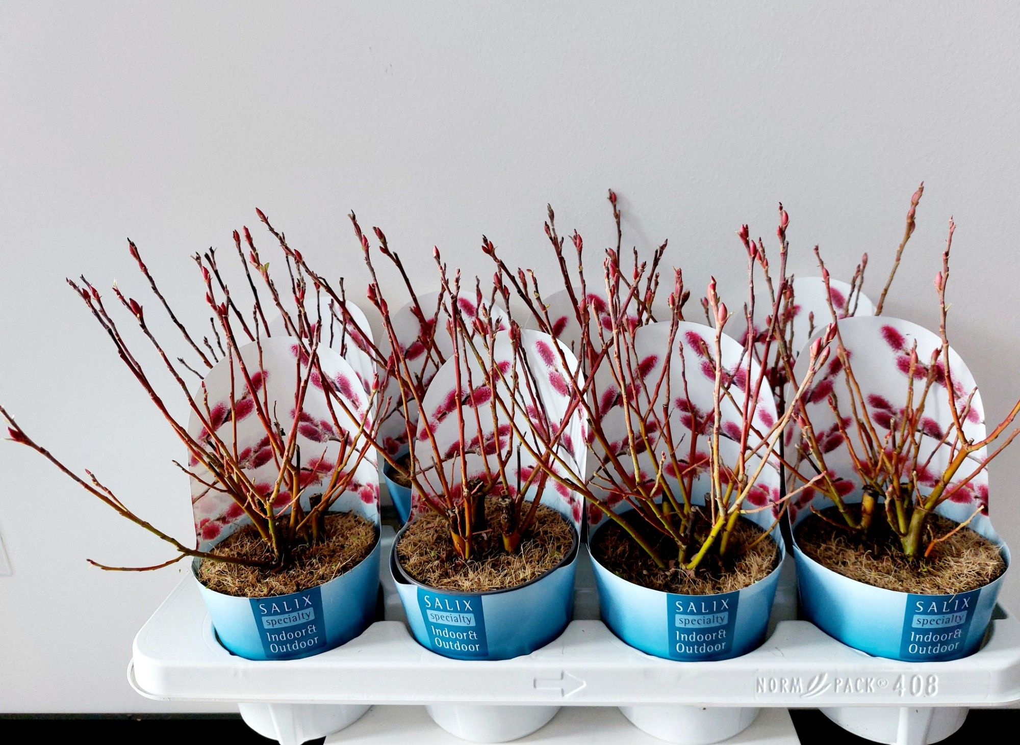 Salix Mount Aso bush p12 potcover, D 12