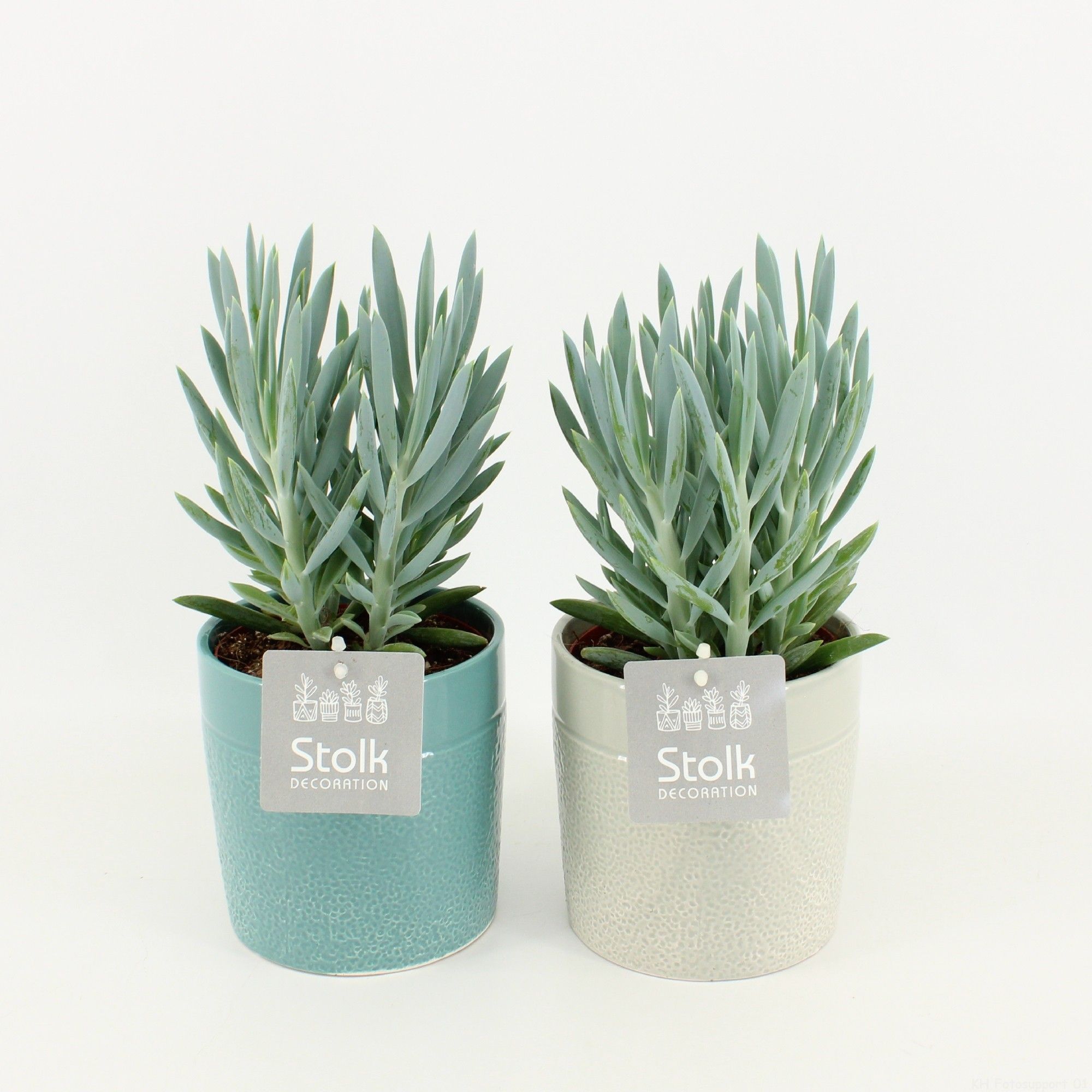 Senecio Curio Ficoides Mount Everest in Tess Keramiek, D 13